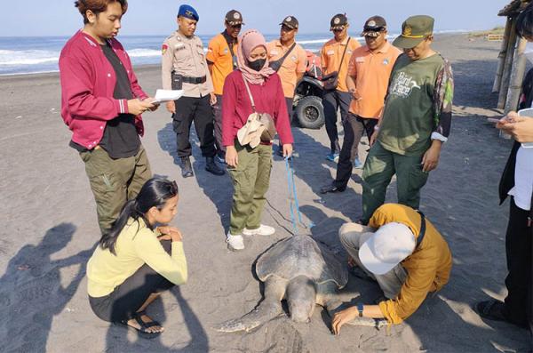 Penyu Jumbo Sepanjang 1 Meter Ditemukan Mati di Pantai Glagah Kulonprogo