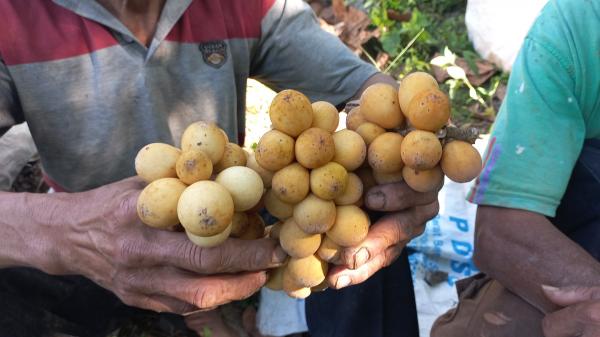 Harga Buah Kokosan di Tasikmalaya Anjlok, Petani: Rp1.000 per Kg