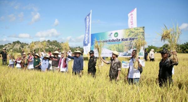 Petrokimia Gresik Tingkatkan Produktivitas Padi di Timor Leste