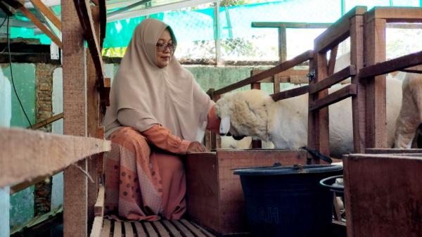 Memanfaatkan Lahan Kosong, Seorang Ibu Rumah Tangga di Boyolali Sukses Beternak Domba Lokal