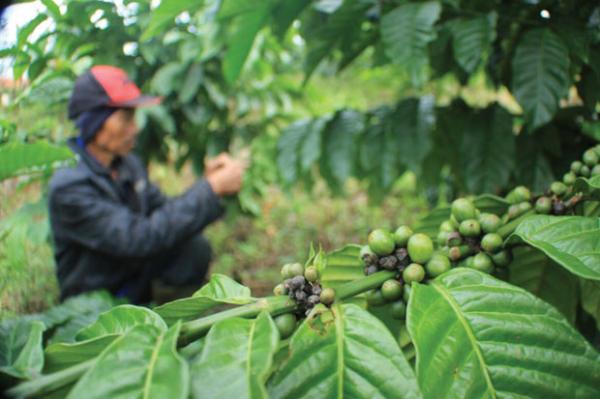 Berkat Ryan Wibawa, Petani di Sumedang Banjir Permintaan Kopi Excelsa