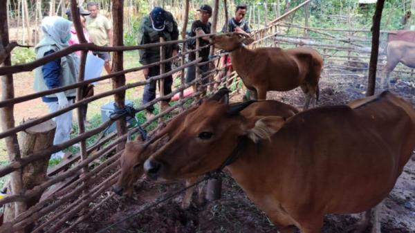 Stok Hewan Kurban di Sultra Cukup Jelang Iduladha 1445 H