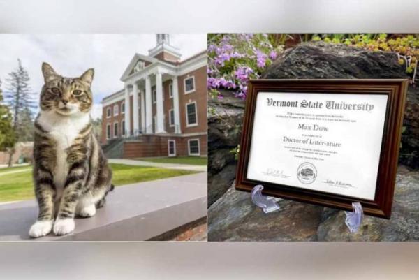 Kucing Kesayangan Warga Kampus Castleton AS Meraih Gelar Doctor