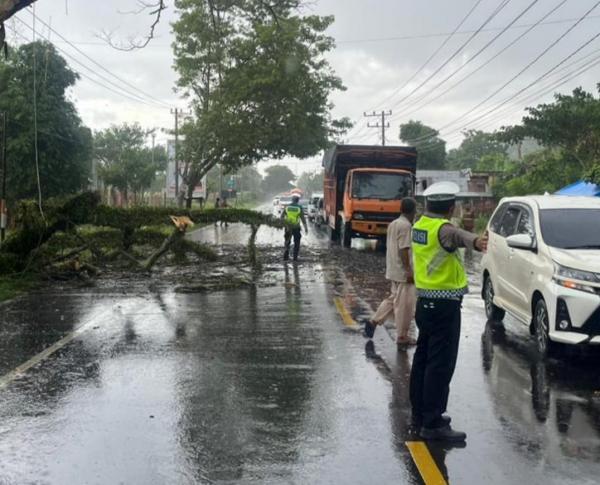 Hujan Deras Pohon Besar Tumbang di Pinggir Jalan Nasional, Polisi Atur Lalin dan Bersihkan Kayu