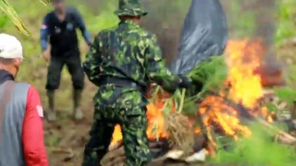 BNN Temukan 3 Hektare Ladang Ganja di Aceh,Dimusnahkan dengan Cara Dicabut dan Dibakar di Lokasi