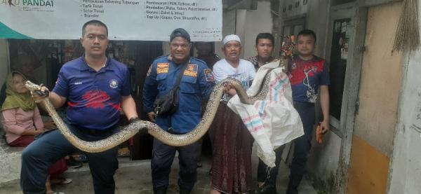 Damkar Bogor Evakuasi Ular Sanca 4 Meter Ngendon di Lubang Kloset
