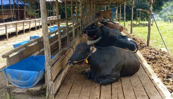 Kebutuhan Hewan Kurban 2024 di Bangka Barat Dipastikan Cukup