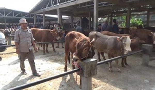 Jelang Iduladha, Pasar Hewan Tanjungsari Sumedang Jadi Andalan Warga Banten