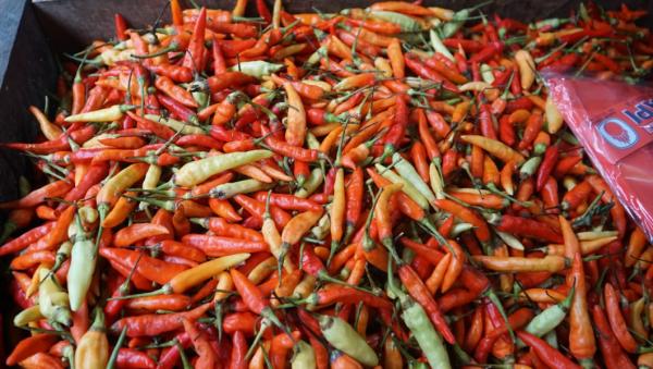 Harga Cabai Rawit Makin Pedas, di Asmat Tembus Rp180 Ribu Per Kg