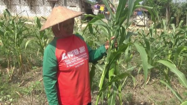 Gagal Panen Akibat Kekeringan, Petani Jagung di Tuban Lebih Memilih Panen Dini