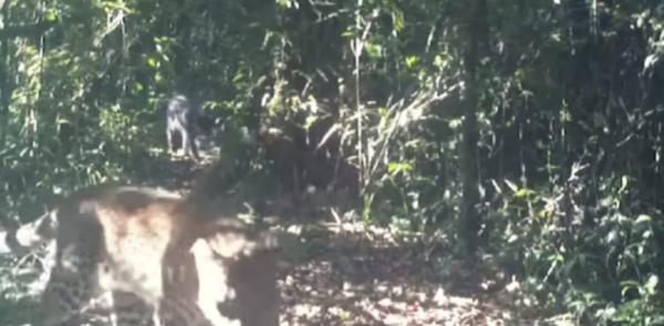 Dua Ekor Macan di Taman Nasional Gunung Gede Pangrango