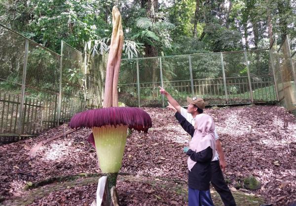 Bunga Bangkai Indukan di Kebun Raya Cibodas Kembali Mekar yang Ke Tujuh Kalinya