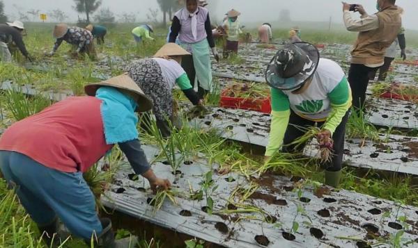 Petani Bawang Merah di Temanggung Raup Keuntungan Berkat Harga Tinggi