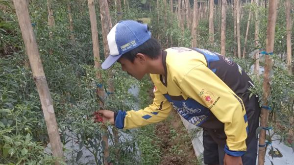 Serangan Hama Wereng dan Grayak di Kota Banjar, Petani Gagal Panen