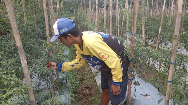 Cerita Petani di Kota Banjar, Gagal Panen Akibat Serangan Hama Wereng dan Grayak