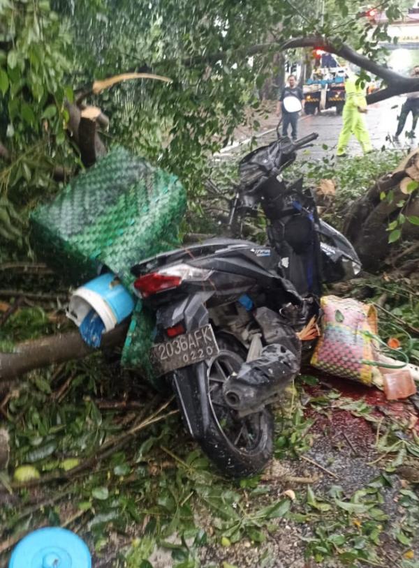 Brakk, Pengendara Sepeda Motor di Medan Tewas Tertimpa Pohon saat Hujan Deras