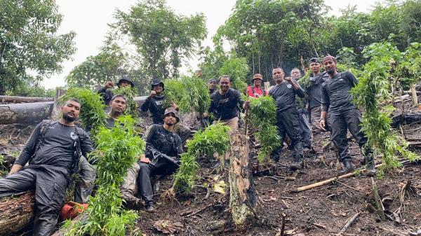 Polres Aceh Selatan Musnahkan 1 Hektar Ladang Ganja