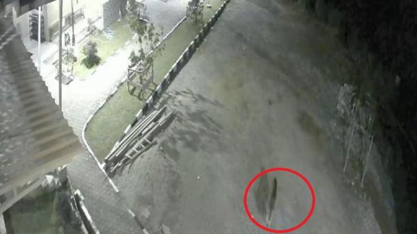 Ngeri! Terekam CCTV, Harimau Sumatra Masuk Halaman Masjid di Solok