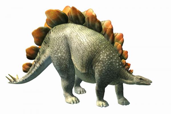 Kerangka Stegosaurus Ditemukan di Amerika Serikat, Begini Penampakannya