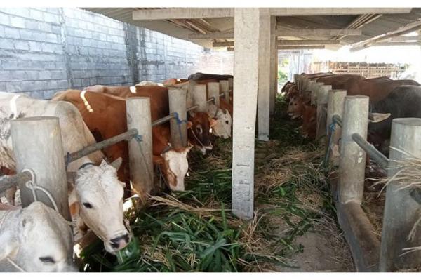 MUI Keluarkan Fatwa Hewan Ternak Diberi Pakan Mengandung Babi Tak Boleh Dilabeli Halal