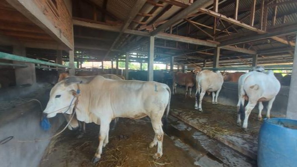 Jelang Hari Raya Idul Adha 1445 H, Kabupaten Ciamis Butuh 4.401 Ekor Sapi