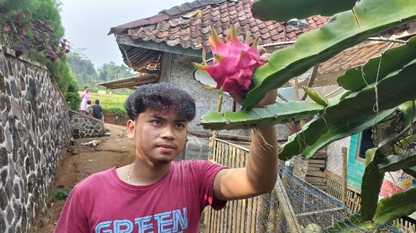 Di Tangan Pemuda Bojonggambir Tasikmalaya, Limbah Ikan Lele Menjadi Pupuk Organik
