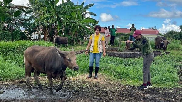 Jelang Idul Adha, Dinas P2KP Papua Barat Daya Gencarkan Pemeriksaan Calon Hewan Kurban