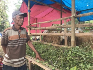 Penjual Hewan Kurban di Jember Mulai Diburu Pembeli, Kambing Jenis Dormas Paling Diminati