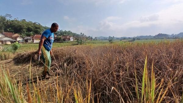 Serangan Hama Wereng di Tasikmalaya, Belasan Hektar Sawah Gagal Panen