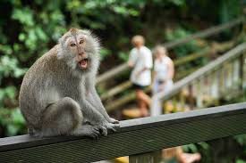 Turis Australia Digigit Monyet di Ubud, Bayar Rp97 Juta untuk Vaksin Rabies