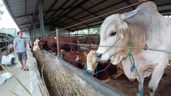 Penjual Sapi Kurban di Kota Tasikmalaya Akui Alami Penurunan Jelang Idul Adha 1445 H