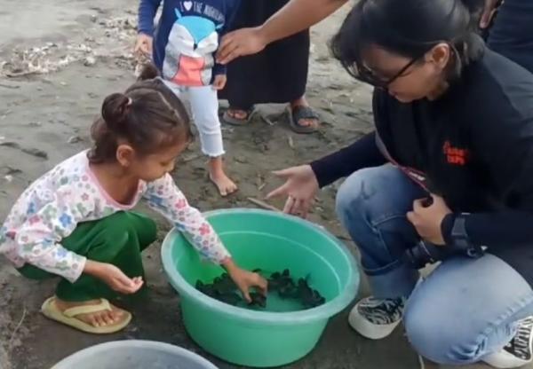 Yayasan Bone Bula Ajak Masyarakat, Mengembangbiakkan Tukik di Laut Donggala