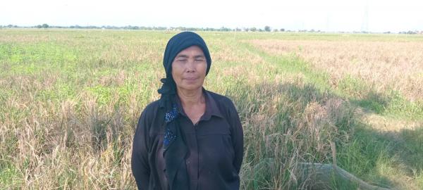 Petani Kutawaluya Mengeluh Panen Menurun Karena Hama, Mengaku Tak Ada Perhatian Dinas Pertanian