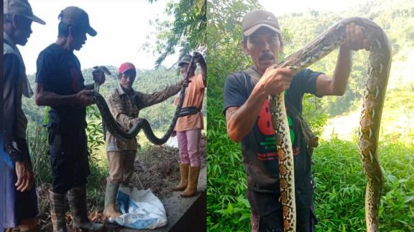 Warga Indragiri Ciamis Tangkap Ular Sanca Batik Sepanjang 3 Meter Saat Gotong Royong