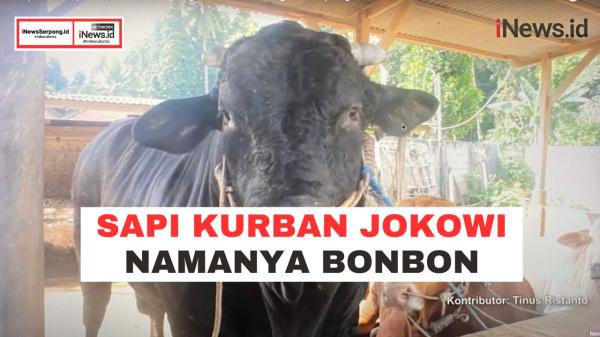 Sapi Kurban Presiden Jokowi Bernama Bonbon Berbobot 920 Kg di Lampung