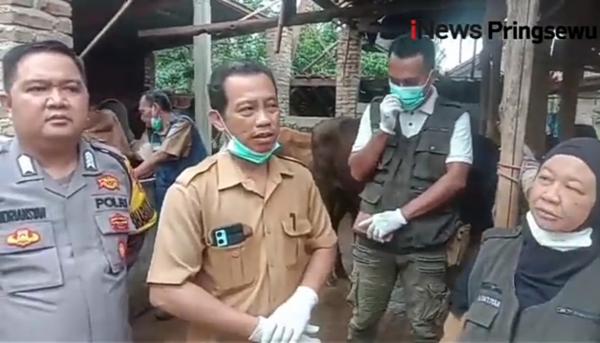 Video Dokter Hewan Memeriksa Kesehatan Sapi Menjelang Idul Adha di Pekon Mataram,Pringsewu