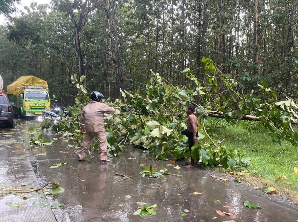 Hujan Deras Disertai Angin Sebabkan Satu Pohon di Jalan Purwodadi – Solo Hutan Geyer Tumbang
