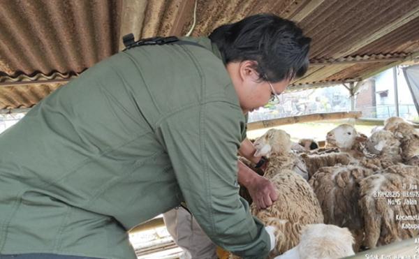 Sidak Hewan Kurban, Dinas Peternakan Temukan Satu Ekor Kambing Tak Layak 