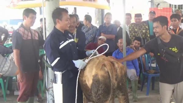 Jelang Idul Adha 400 Juru Sembelih se-Kabupaten Tuban Ikuti Pelatihan Juru Sembelih Halal, Juleha