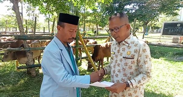 Pj Bupati Pidie Jaya Aceh Salurkan 159 Ekor Sapi Kurban Kepada Masyarakat