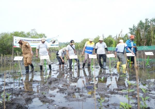 Kilang Cilacap dan Perum Jasa Tirta Tanam 100 Ribu Mangrove