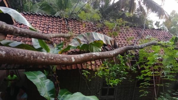 Rumah Lansia di Cikupa Ciamis Tertimpa Pohon Tumbang