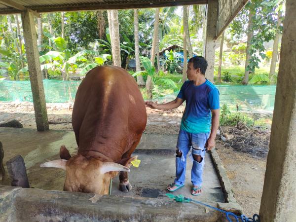Foto, Penampakan Tebo Sapi Kurban Presiden Berukuran Jumbo