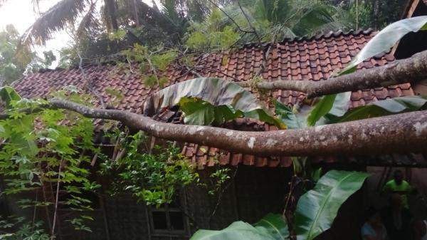 Pohon Petai Tumbang Timpa Rumah Lansia di Cikupa Ciamis
