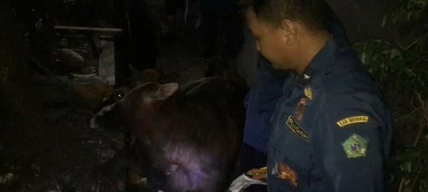 Drama Evakuasi Hewan Kurban Terperosok di Selokan Berjalan Dramatis