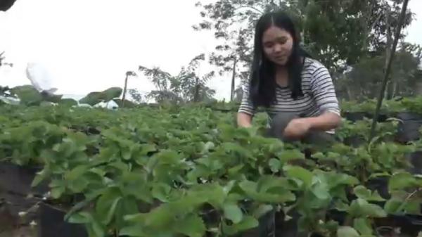 Kisah Sukses Pelaku Budi Daya Tanaman Stroberi di Sulawesi Barat, Tiap Bulan Raup Jutaan Rupiah