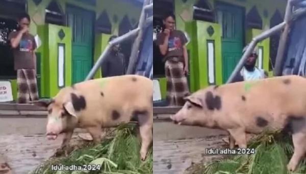 Idul Adha Core! Pria Ini Kirim Babi untuk Kurban ke Pak Ustad