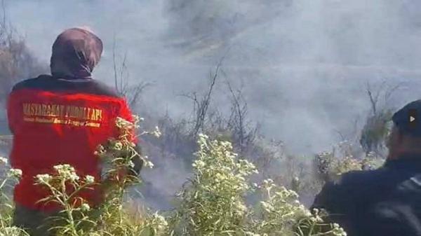 Hutan di Gunung Bromo Terbakar, Petugas Lakukan Pendinginan dan Identifikasi Penyebab