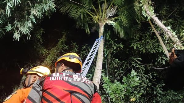 Diduga Kelelahan dan Pingsan, Seorang Pria di Tasikmalaya Ditemukan Tersangkut di Pohon Kelapa