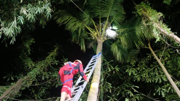 Proses Evakuasi Seorang Pria di Tasikmalaya Tersangkut di Pohon Kelapa, Warga Lantunkan Shalawat
